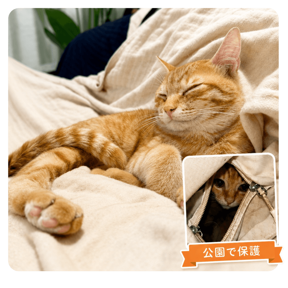 看板猫にゃんが毛布の上で眠っている様子